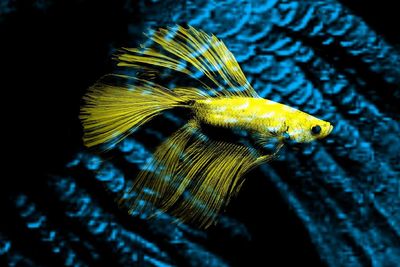 Close-up of fish swimming in sea