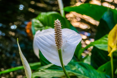 Close-up of white flowering plant