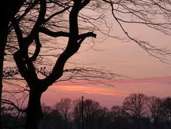 Low angle view of silhouette bare trees against sky