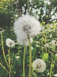 Close-up of white dandelion blooming outdoors