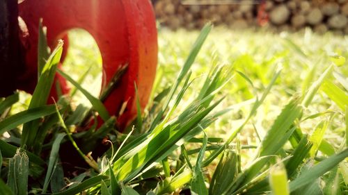 Close-up of fresh green grass in field