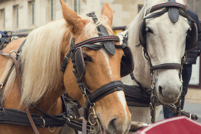 Traditional carriage of two horses on the old street in vienna, austria. heads of horses in harness