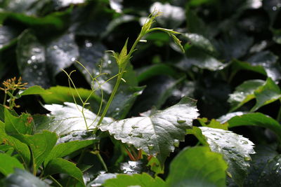 Close-up of dew drops on leaf