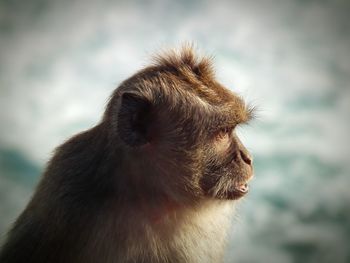 Close-up of a monkey looking away