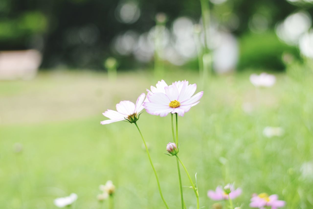 CLOSE-UP OF WHITE FLOWERS