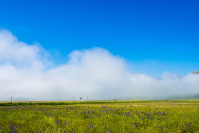 Scenic view of field against sky