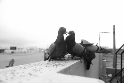 Close-up of birds perching on retaining wall