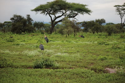 People in a field