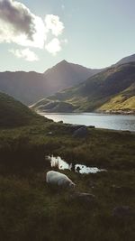 View of horse on field by mountains against sky