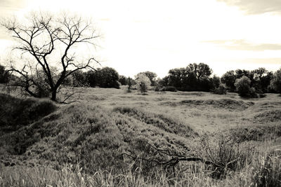 Bare trees on landscape against sky