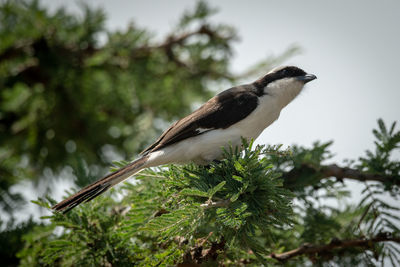 Grey-backed fiscal stretches neck on leafy branch