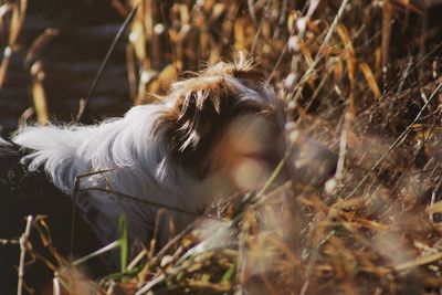 Close-up of a dog on field