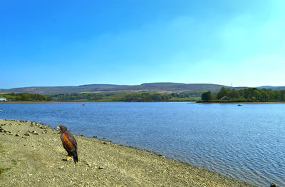 Scenic view of lake against blue sky