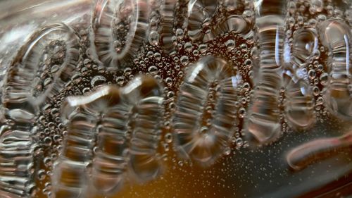 Close-up of insect in sea