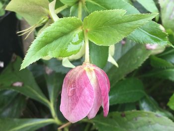 Close-up of pink rose growing on plant