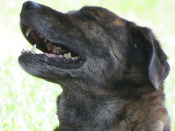 Close-up of dog on grassy field