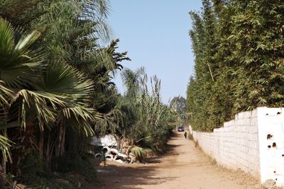 Scenic view of palm trees against clear sky