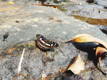 High angle view of butterfly on dry land