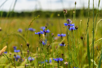 Close-up of purple flowering plants on field