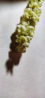 Close-up of small flower on table