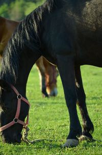 Close-up of horses grazing on field 