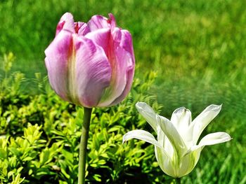 Close-up of pink flowers