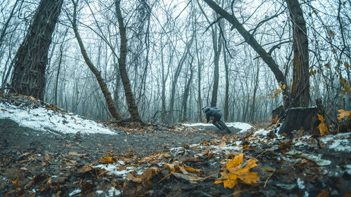 Trees in forest during winter