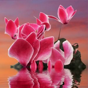 Close-up of pink flowers