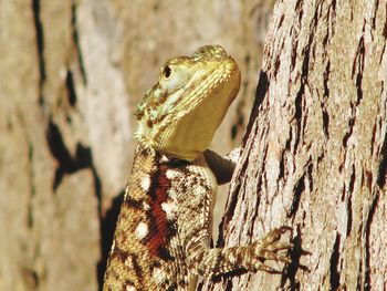 Close-up of butterfly on tree trunk