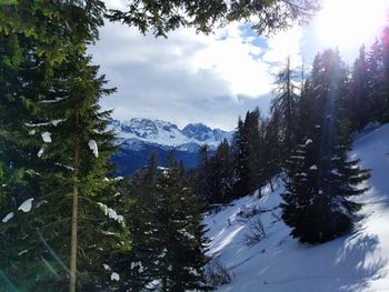 Trees in forest against sky during winter