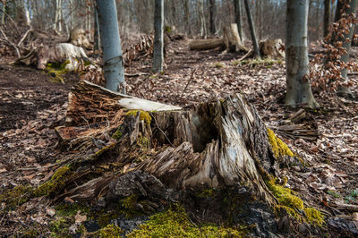 View of roots in forest