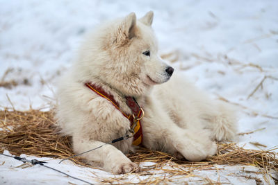 Husky sled dog lies on straw, stake outline. siberian husky dog breed resting