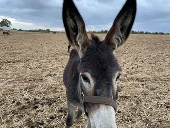 Horse in a field