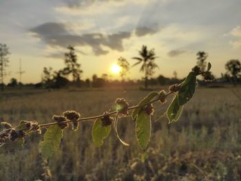 Close-up of plant on field against sky during sunset