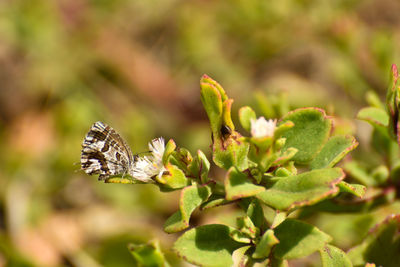 Close-up of insect on plant