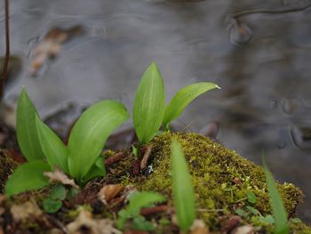 Close-up of wild garlic 