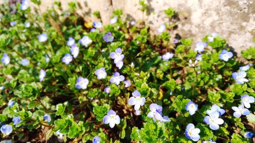 Close-up of white flowering plants