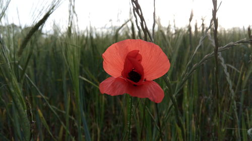 Close-up of red poppy flower on field