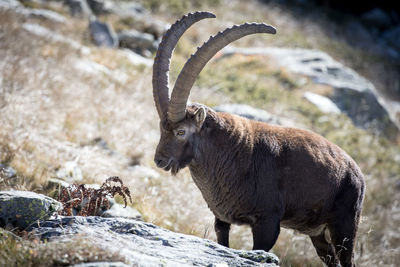 Close-up of an animal