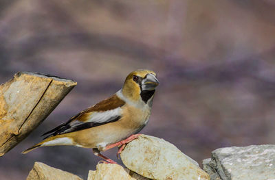 Close-up of bird perching outdoors