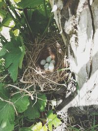 High angle view of bird nest on tree