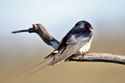 Close-up of barn swallo perching on a branch