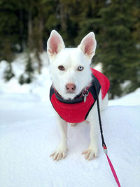 Portrait of white dog