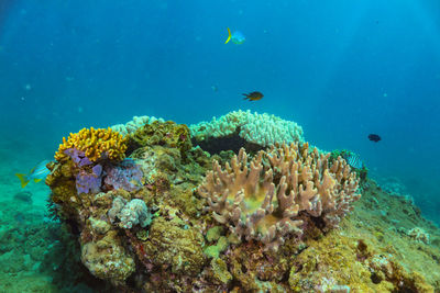 Fish swimming in sea