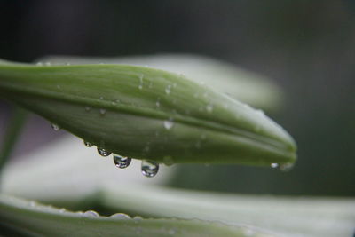 Close-up of water drops on leaf