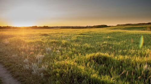 Scenic view of field against sky during sunset