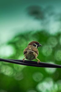 Close-up of bird perching on a leaf