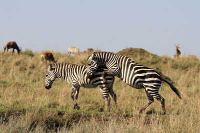 Zebras against sky