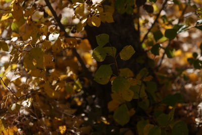 Close-up of leaves on plant