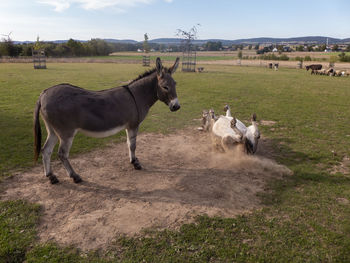 Horses in the field